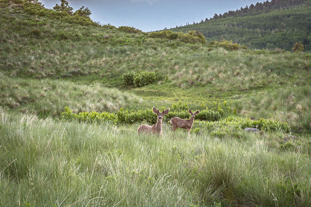 Tbd East Tbd E Hull Ridge Road Ridgway, CO 81432 - Photo 27 of 32 20130615-SJR19-28