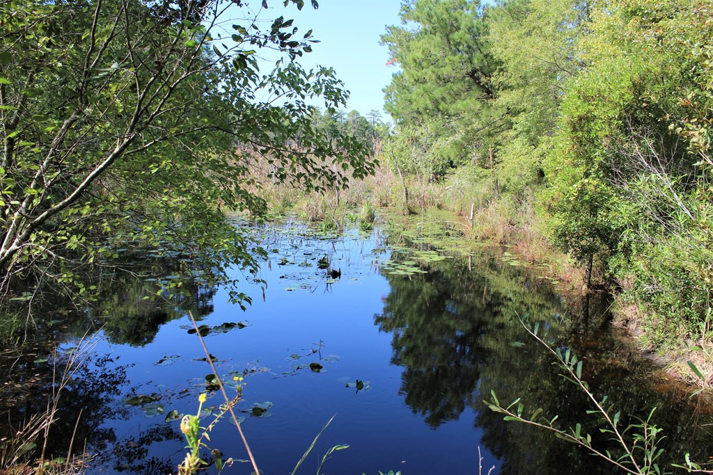 Parcel B Webbs Pond Road Williston, SC 29853 - Photo 11 of 13