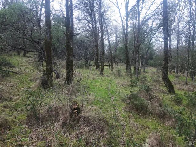 a view of a forest with trees in the background