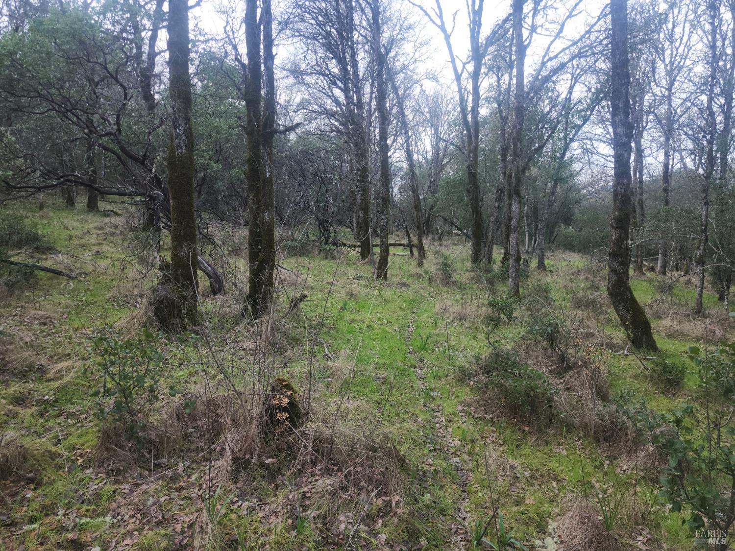2800 Rd B Redwood Valley, CA 95470 - Photo 3 of 6 a view of a forest with trees in the background