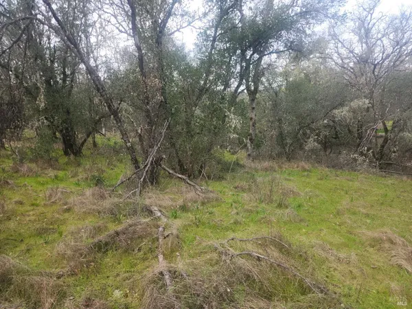 a view of a yard with trees