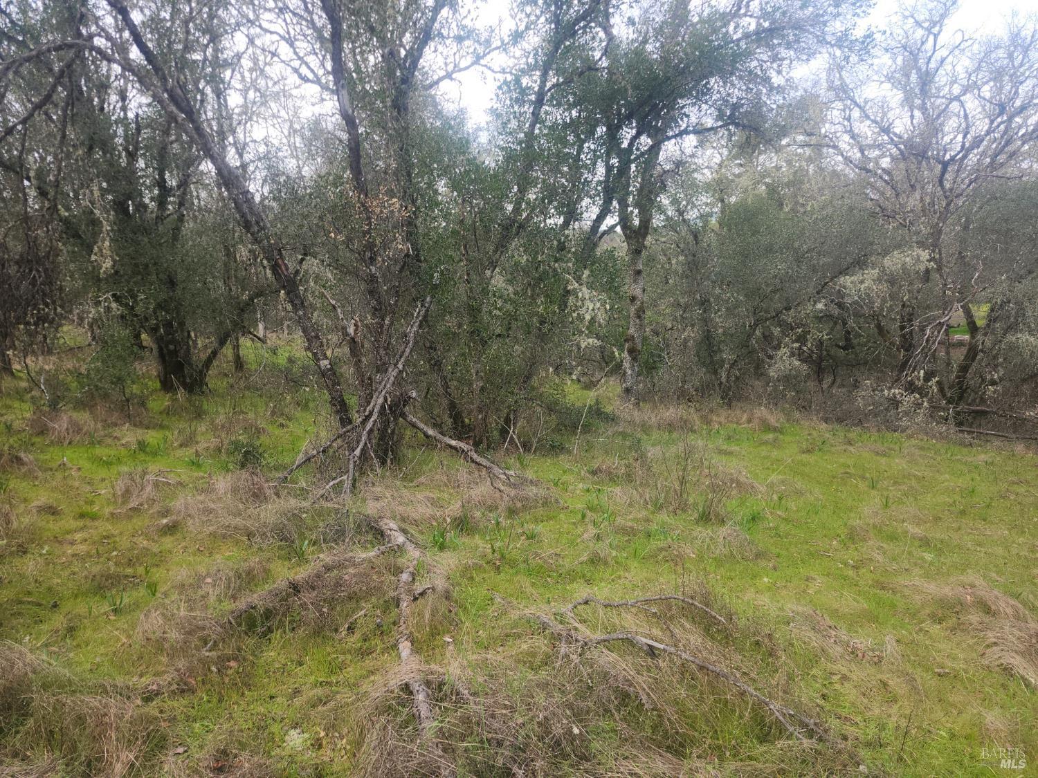 2800 Rd B Redwood Valley, CA 95470 - Photo 4 of 6 a view of a yard with trees