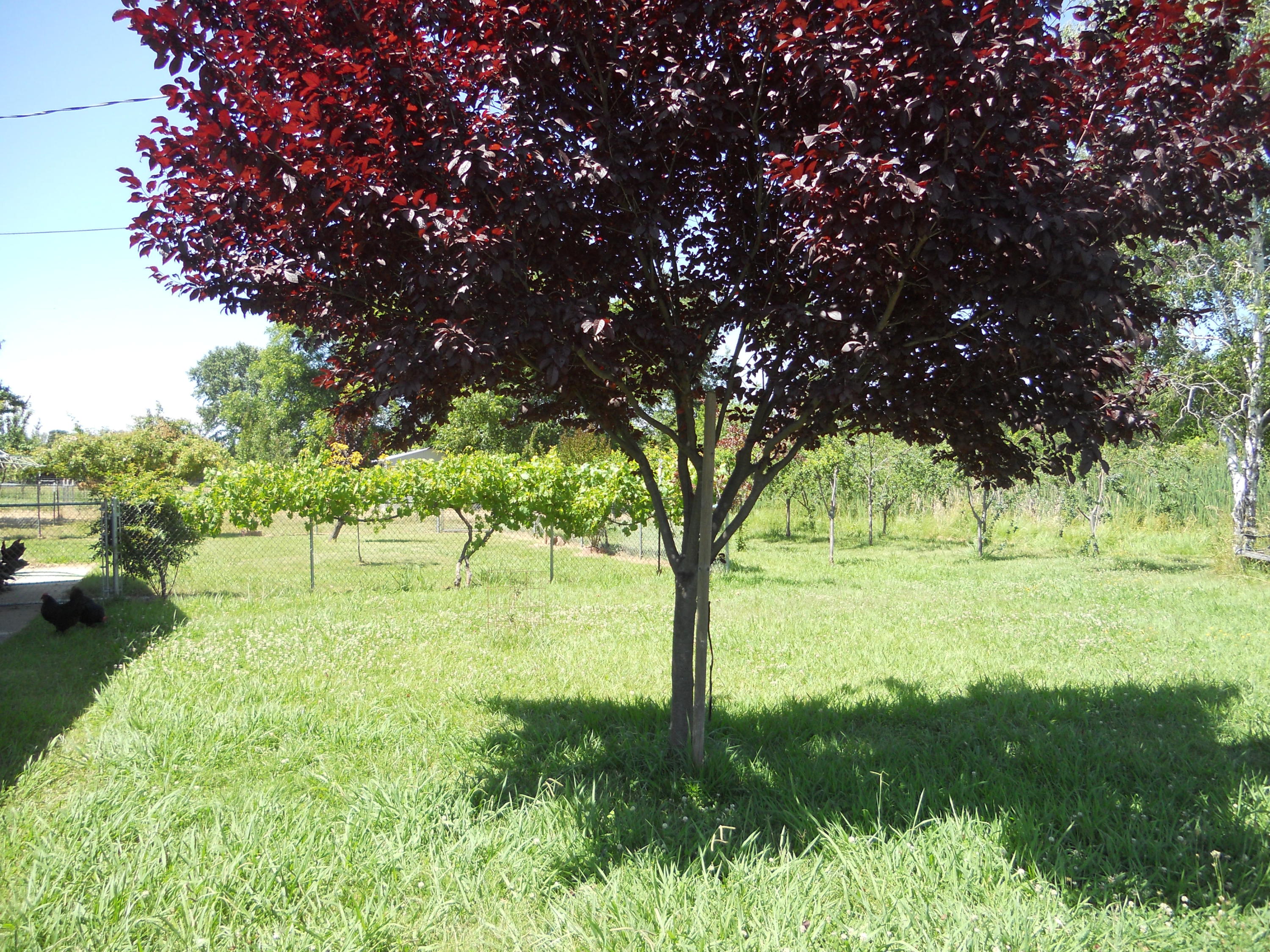 22418 Lone Tree Road Anderson, CA 96007 - Photo 2 of 7 fruit orchard