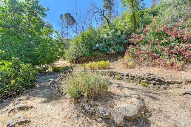 a view of a yard with plants and large trees