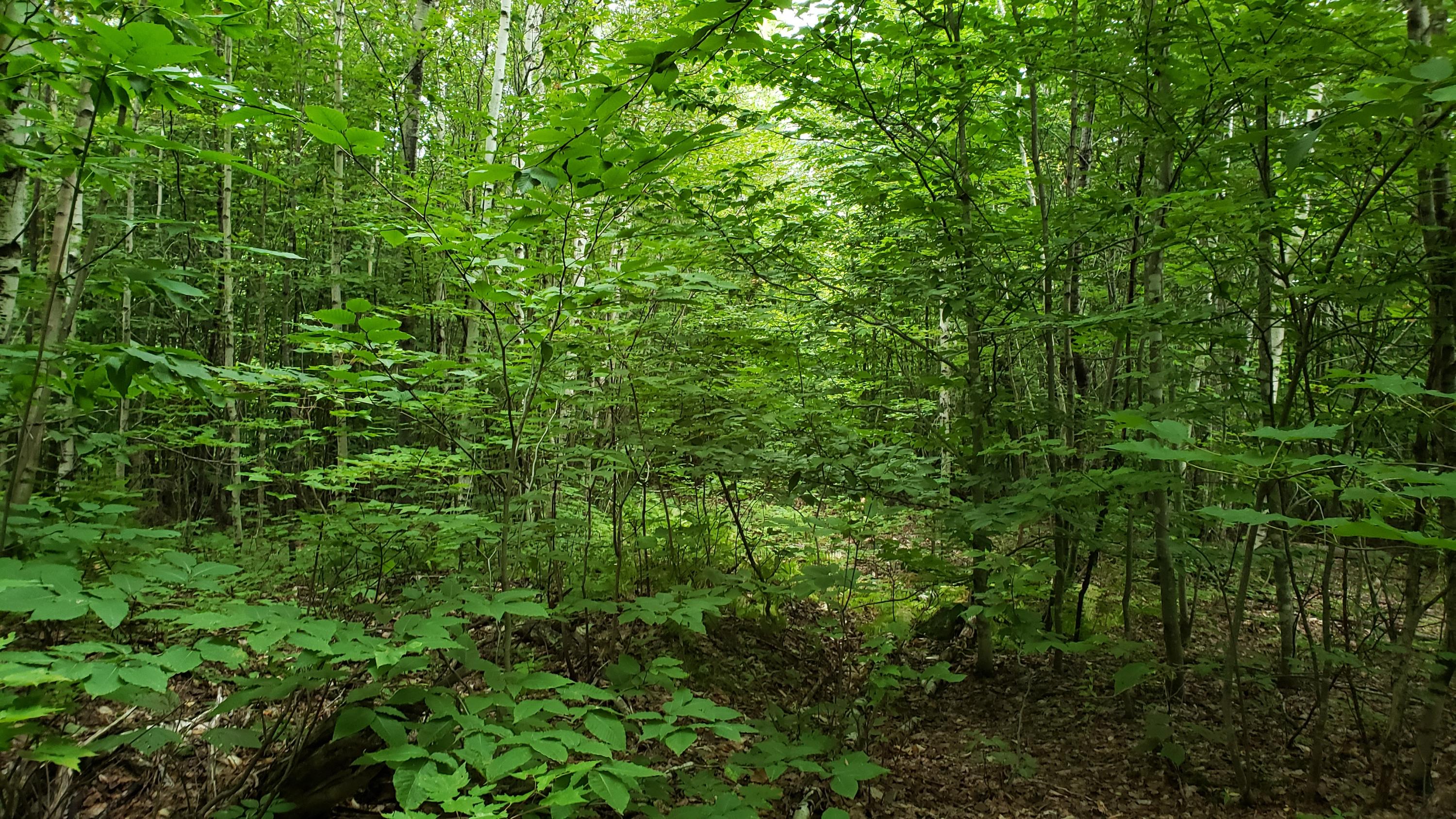 4-63 South Springfield Road Lakeville, ME 04487 - Photo 7 of 10 20190821_154017