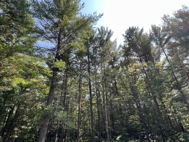 6703 Gooselake Road Indian River, MI 49749 - Photo 24 of 27 Gallery Image 24