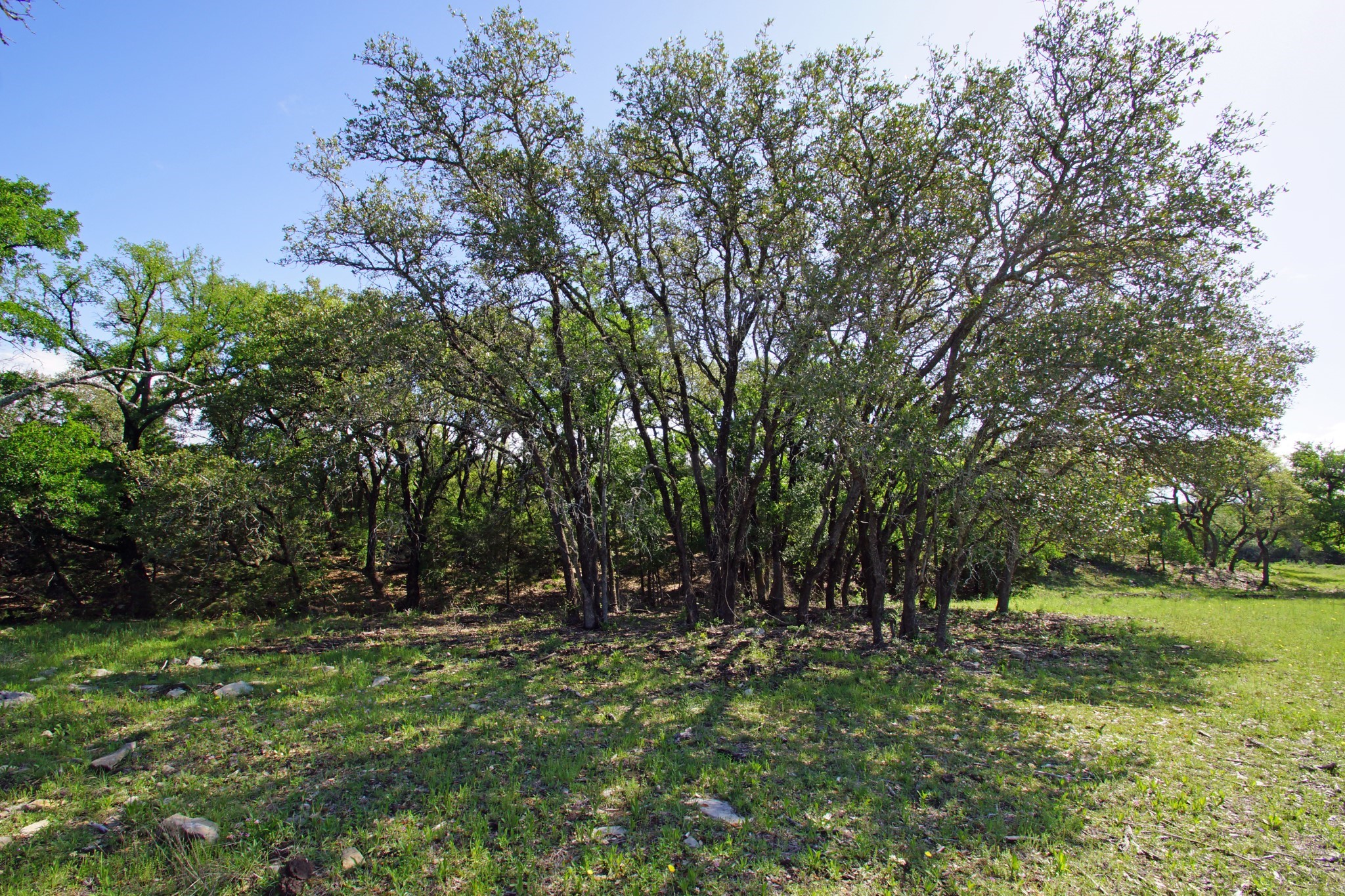 Lot 48 Bridget Court Kempner, TX 76539 - Photo 13 of 20 a view of outdoor space with trees all around