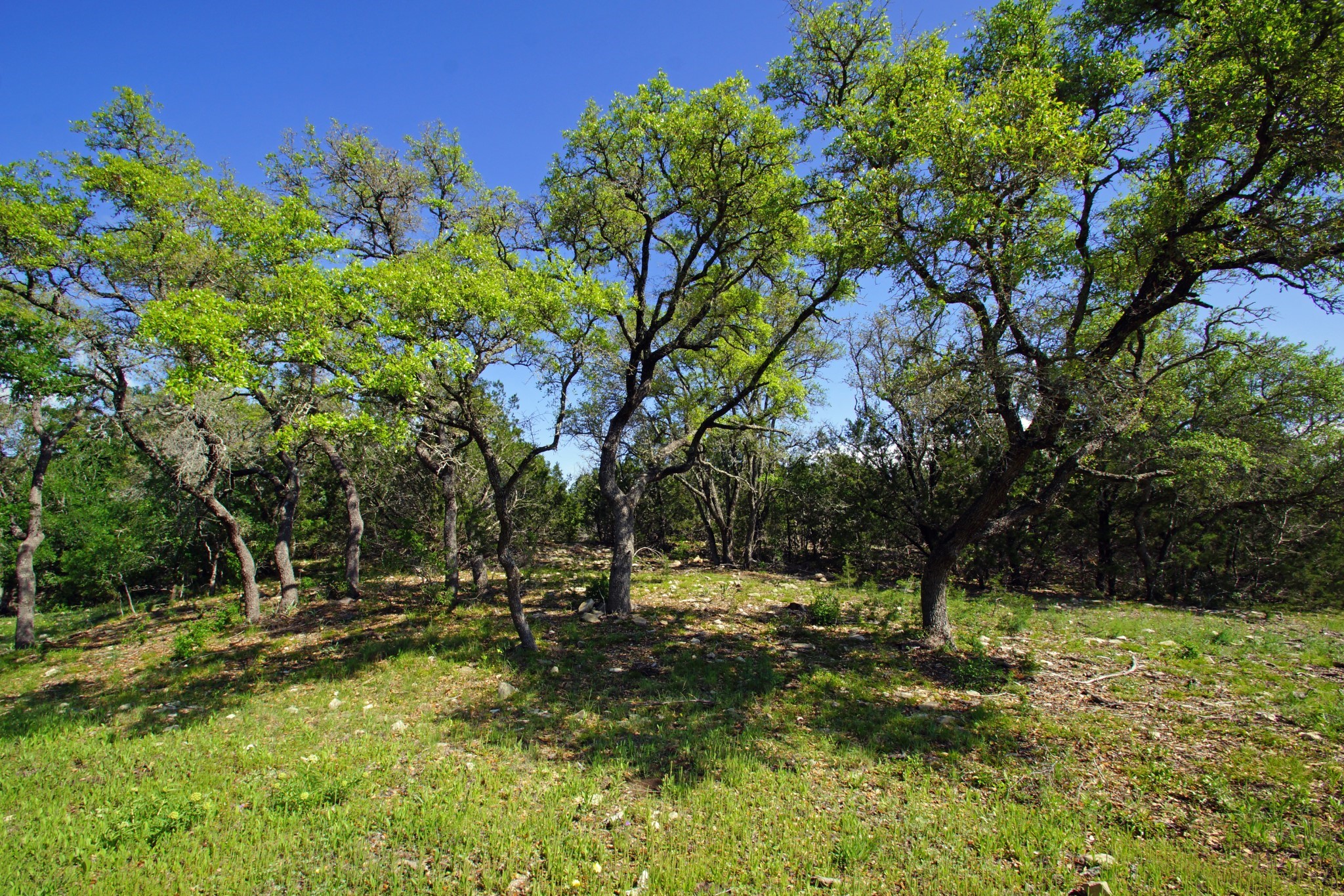 Lot 48 Bridget Court Kempner, TX 76539 - Photo 16 of 20 a view of backyard with tree