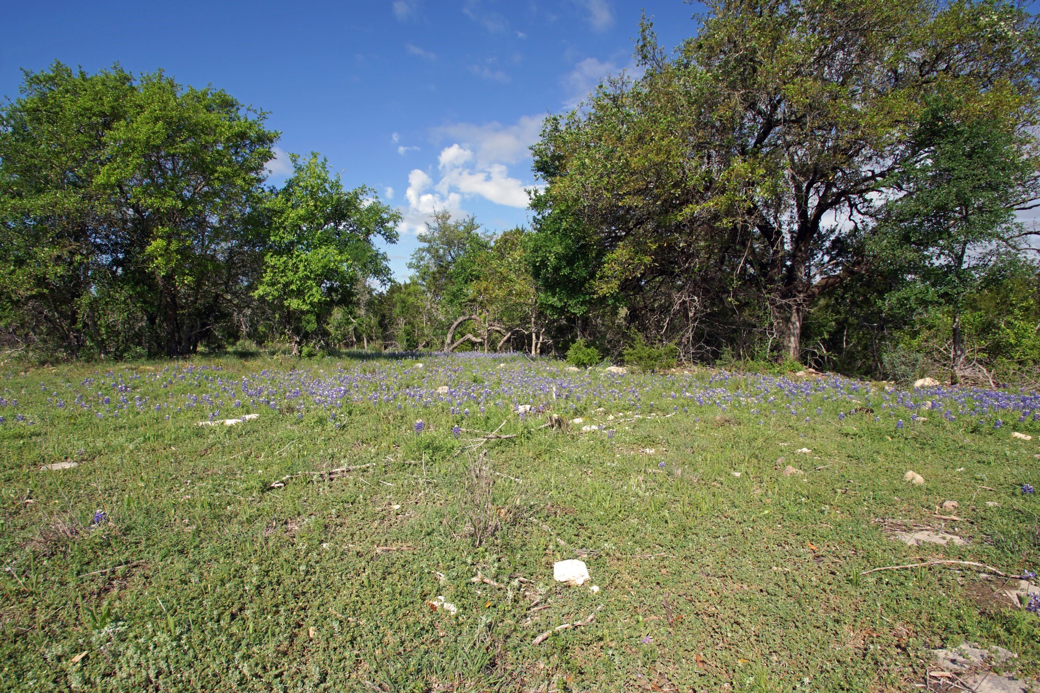 Lot 48 Bridget Court Kempner, TX 76539 - Photo 6 of 20 a view of green field with trees in the background