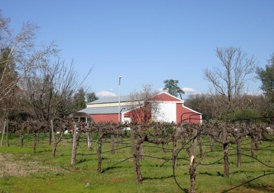 Barn & Grape VInes