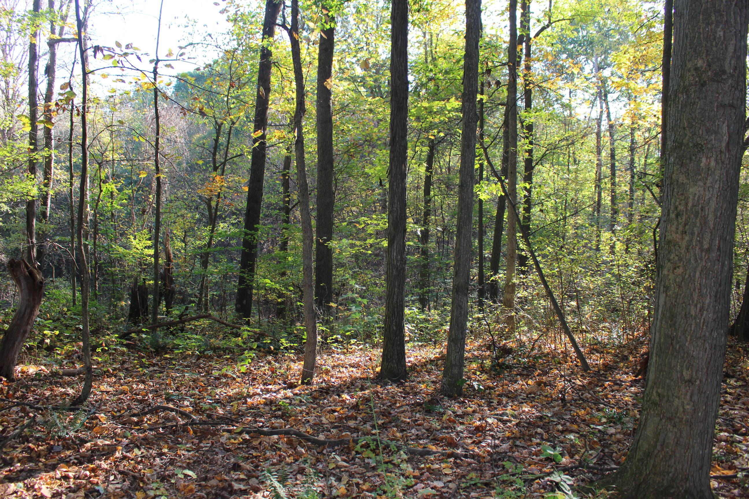 18306 Scott Road Mount Vernon, OH 43050 - Photo 27 of 29 Gallery Image 27