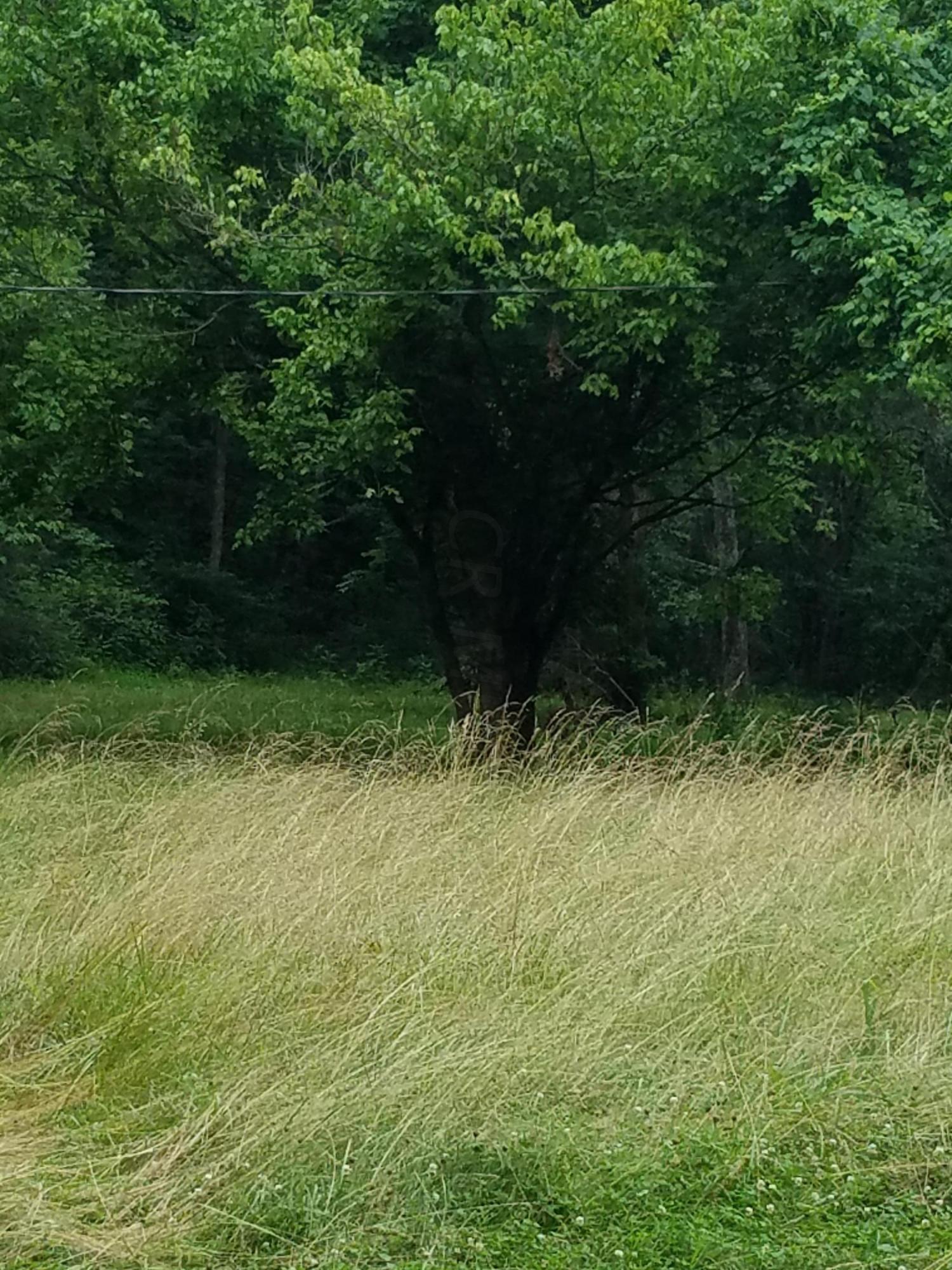 0 Deep Hollow Road Guysville, OH 45735 - Photo 10 of 12 Gallery Image 10