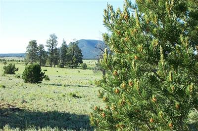 5851 Red Mountain Road Williams, AZ 86046 - Photo 2 of 9 Additional Photo