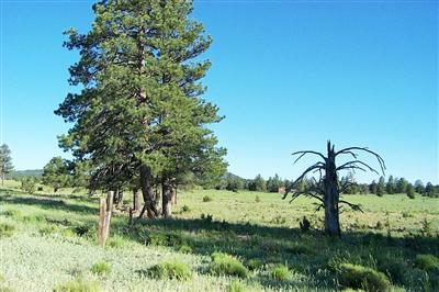 5851 Red Mountain Road Williams, AZ 86046 - Photo 4 of 9 Additional Photo