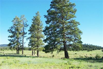 5851 Red Mountain Road Williams, AZ 86046 - Photo 9 of 9 Additional Photo