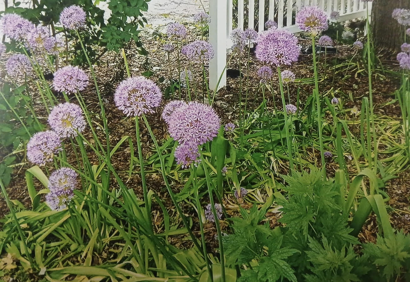 18300 14 Mile Road Marshall, MI 49068 - Photo 25 of 32 Allium2