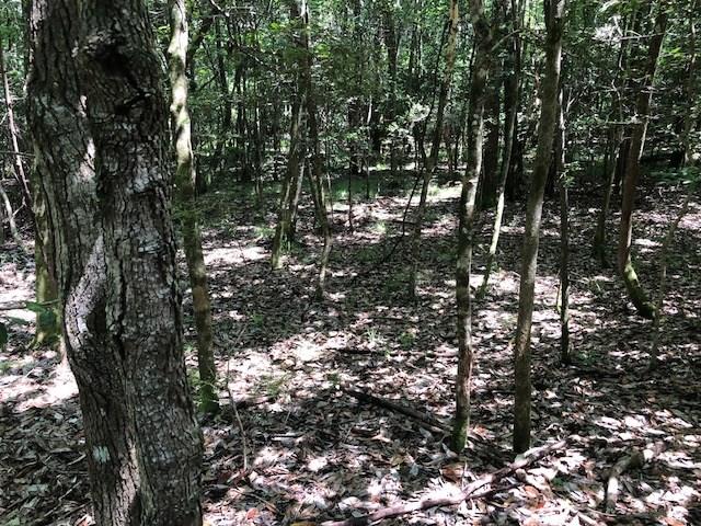 6-ac Lester Bell Road Brantley, AL 36009 - Photo 6 of 14 Gallery Image 6