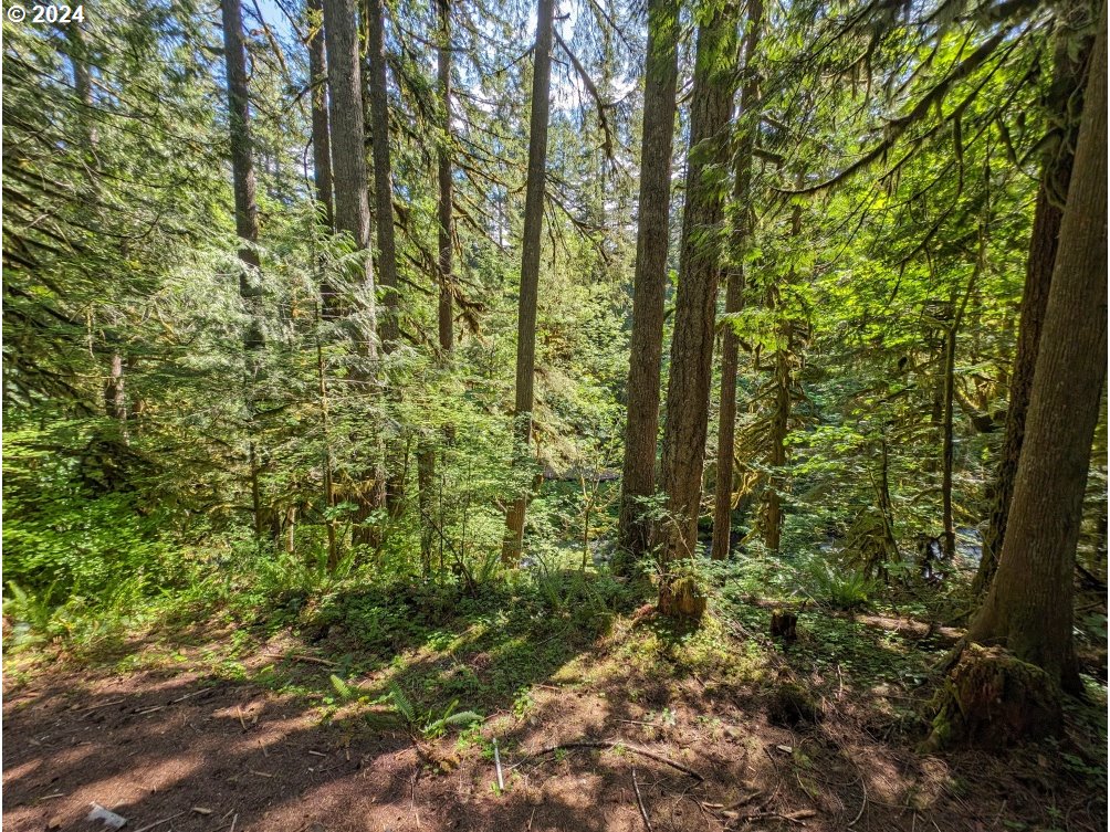 28018 Still Creek Road Rhododendron, OR 97049 - Photo 36 of 36 a view of a forest with a tree