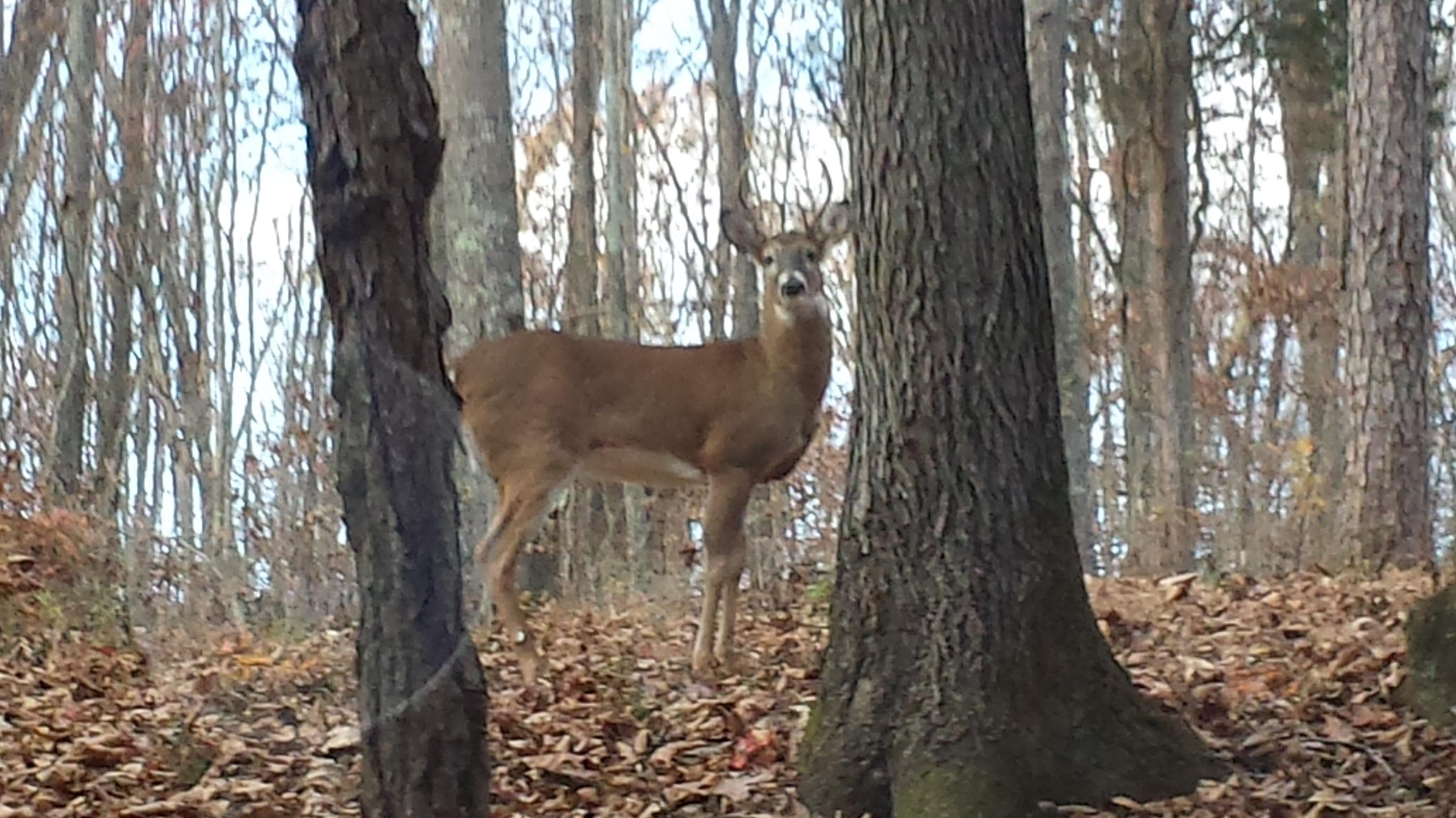 RockyTopdeer