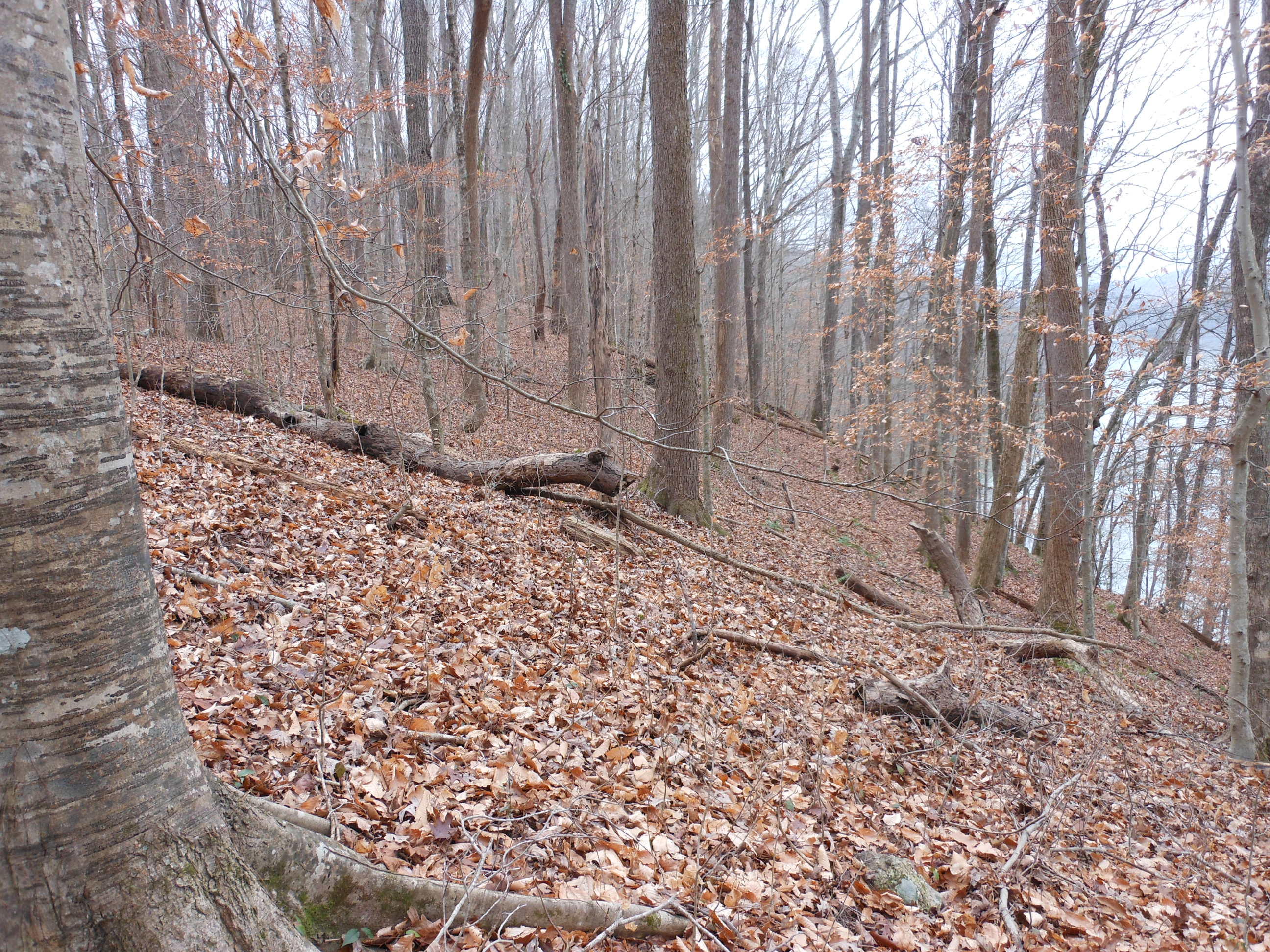 Rocky Top Road Loudon, TN 37774 - Photo 8 of 9 DSCN1150