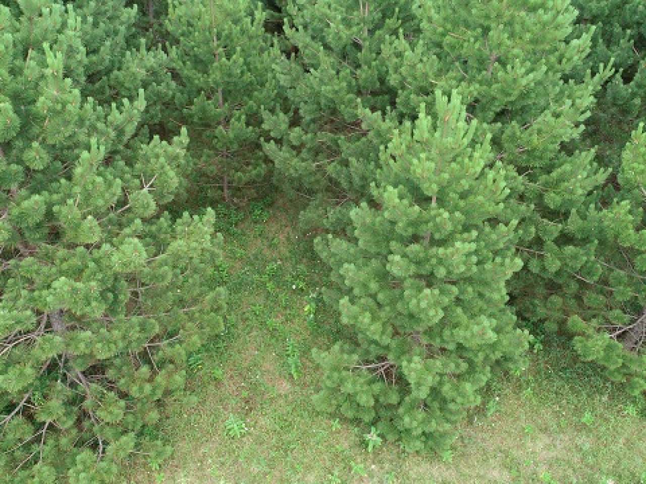 Lot 3 Allyn Road Mercer, WI 54547 - Photo 20 of 21 Gallery Image 20