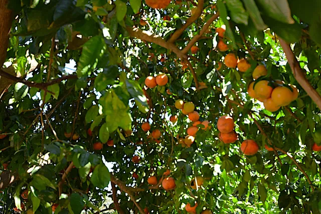 $440,000 | 1101 Waverly Road, Tallahassee, FL 32312