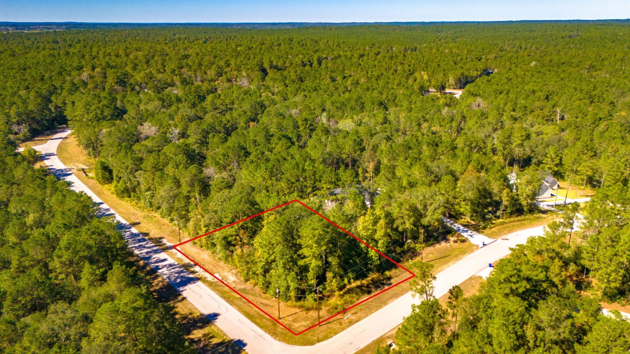 a view of a large yard with plants and large trees