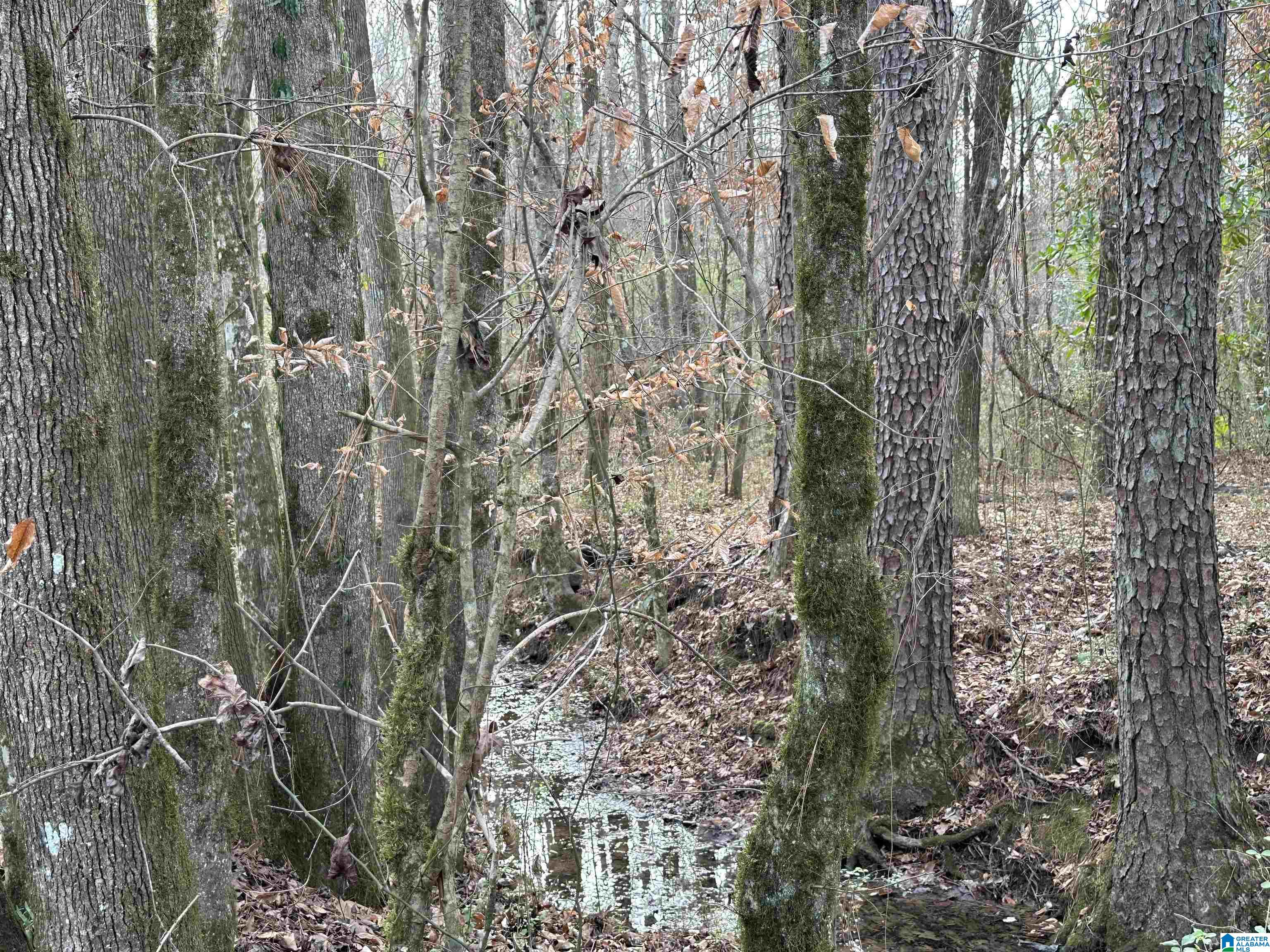 166 Warrior Robbins Road, Unit 6 4 ACRES Warrior, AL 35180 - Photo 3 of 17