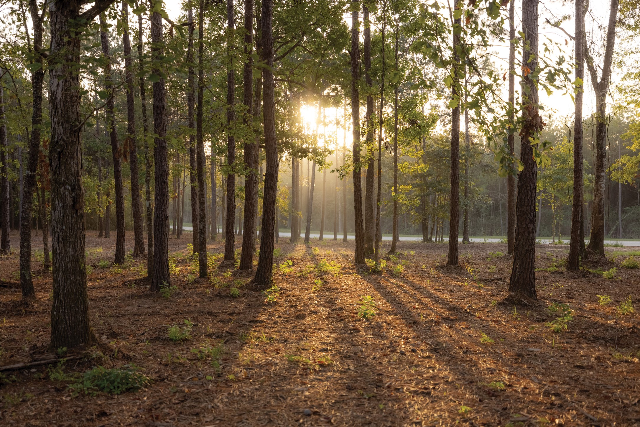 15925 Ridge Oak Road Willis, TX 77378 - Photo 19 of 22 a view of backyard with green space
