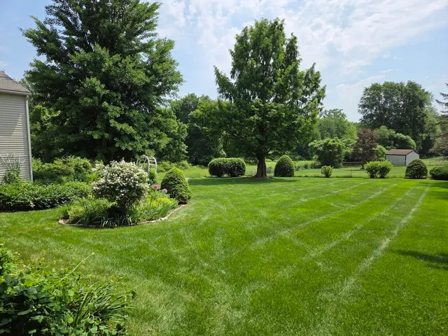 a view of a backyard with potted plants and large tree