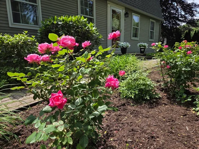 a flower plants in front of flowers