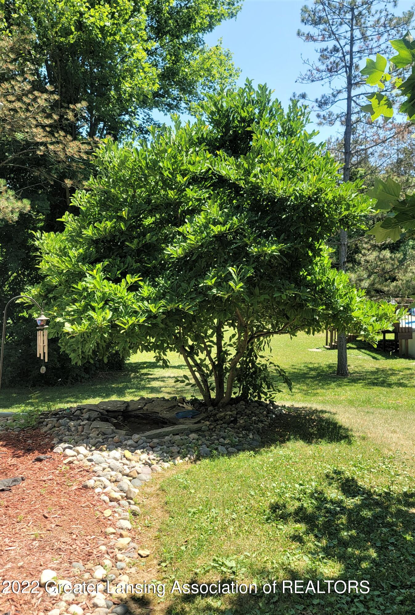 667 Lansing Road Morrice, MI 48857 - Photo 4 of 28 667 E Lansing Rd yard 4
