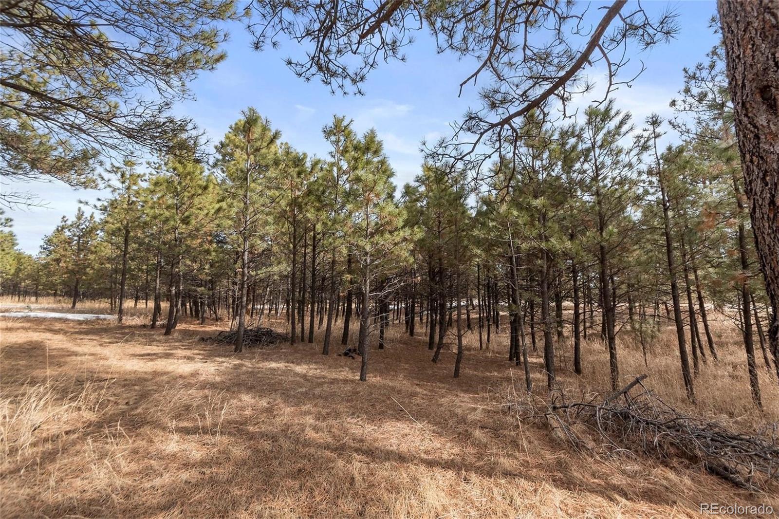 15364 Pole Pine Point Colorado Springs, CO 80908 - Photo 12 of 30