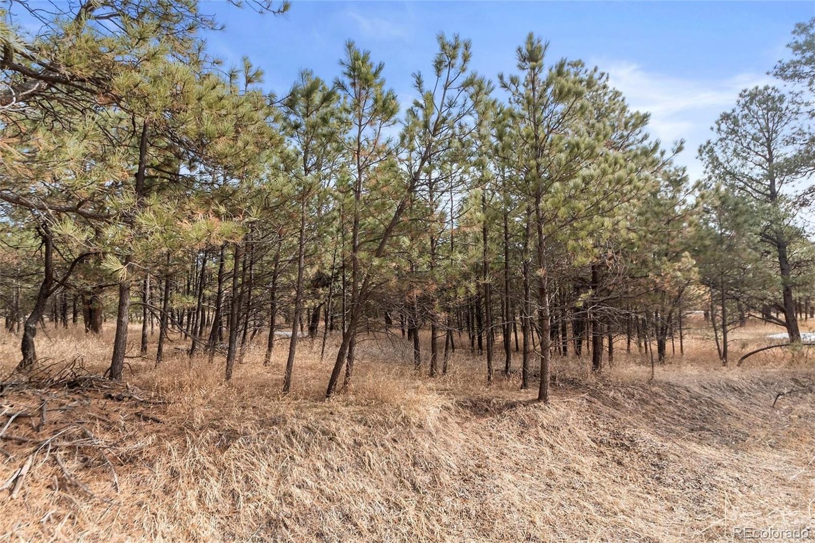 15364 Pole Pine Point Colorado Springs, CO 80908 - Photo 19 of 30