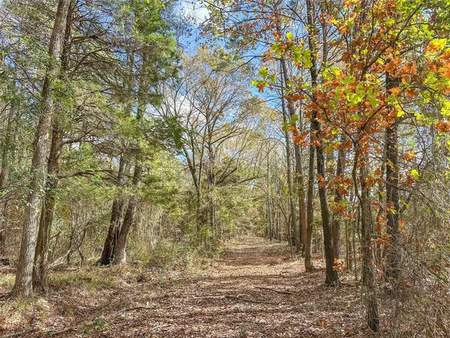 a view of a trees with yard