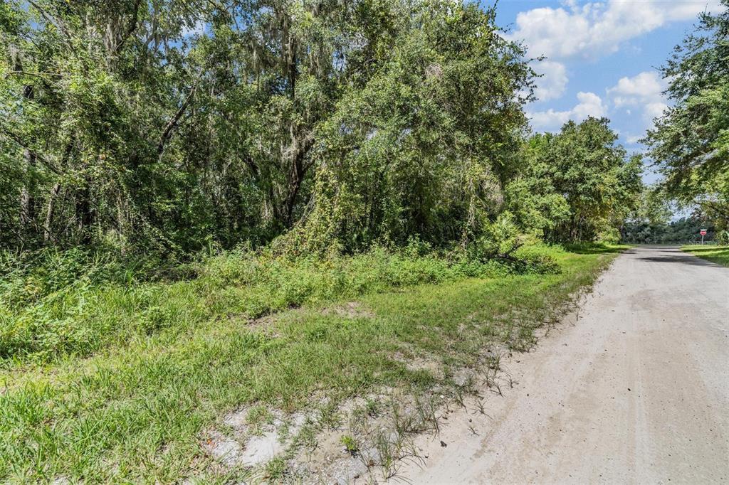 0 Giddens Road Spring Hill, FL 34610 - Photo 12 of 16 a view of a forest with a tree