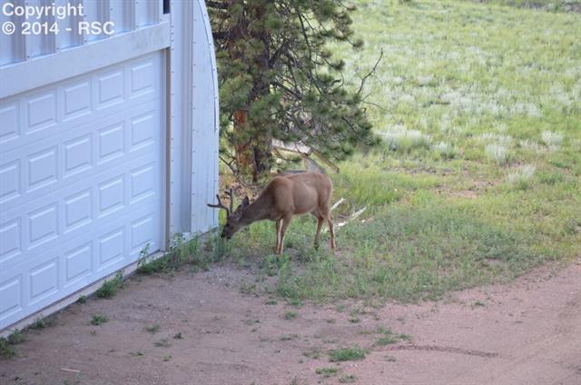 655 High Pasture Road Florissant, CO 80816 - Photo 20 of 21 Gallery Image 20