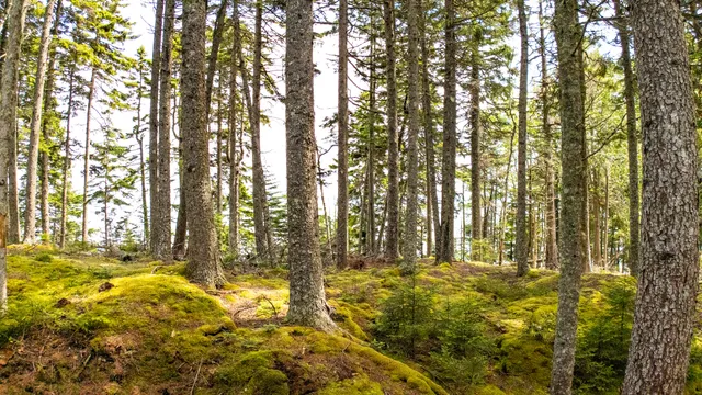 $195,000 | 2-4 Looks Cemetery Road, Jonesboro, ME 04648