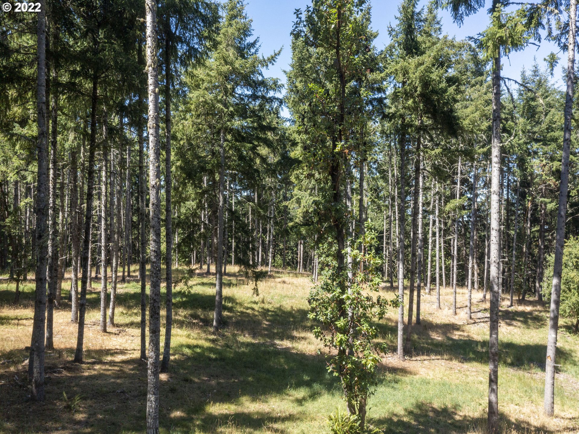 30923 Fox Hollow Road Eugene, OR 97405 - Photo 26 of 31 a view of yard