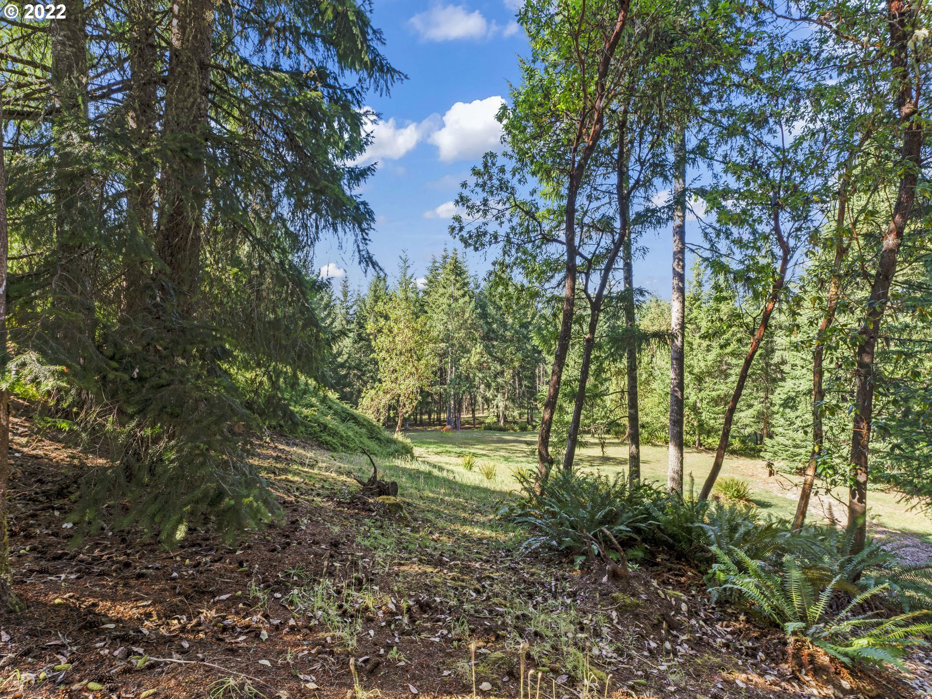 30923 Fox Hollow Road Eugene, OR 97405 - Photo 29 of 31 a view of a yard with plants and a large tree