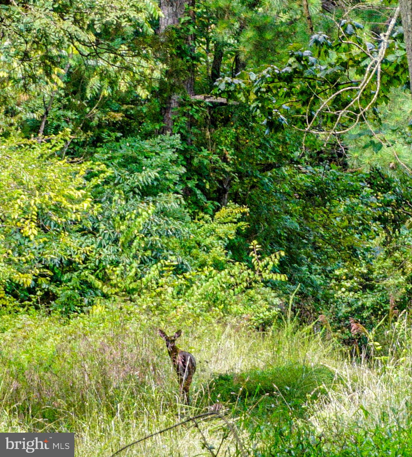 2017 Castleton Road Darlington, MD 21034 - Photo 17 of 28 a view of a lush green space
