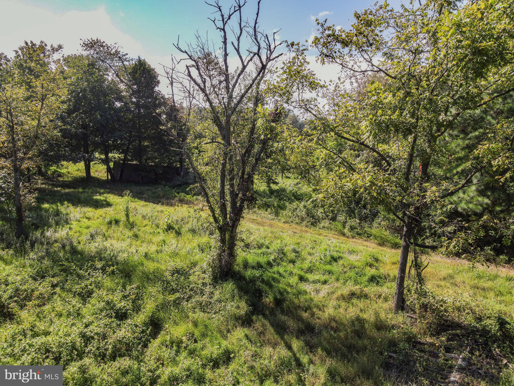 2017 Castleton Road Darlington, MD 21034 - Photo 21 of 28 a view of a yard with large trees