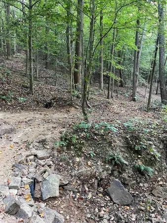 a view of a forest with trees