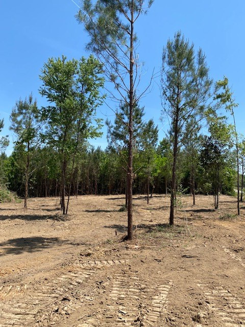 N/a Fenn Road Smithdale, MS 39664 - Photo 3 of 5 Photo 3