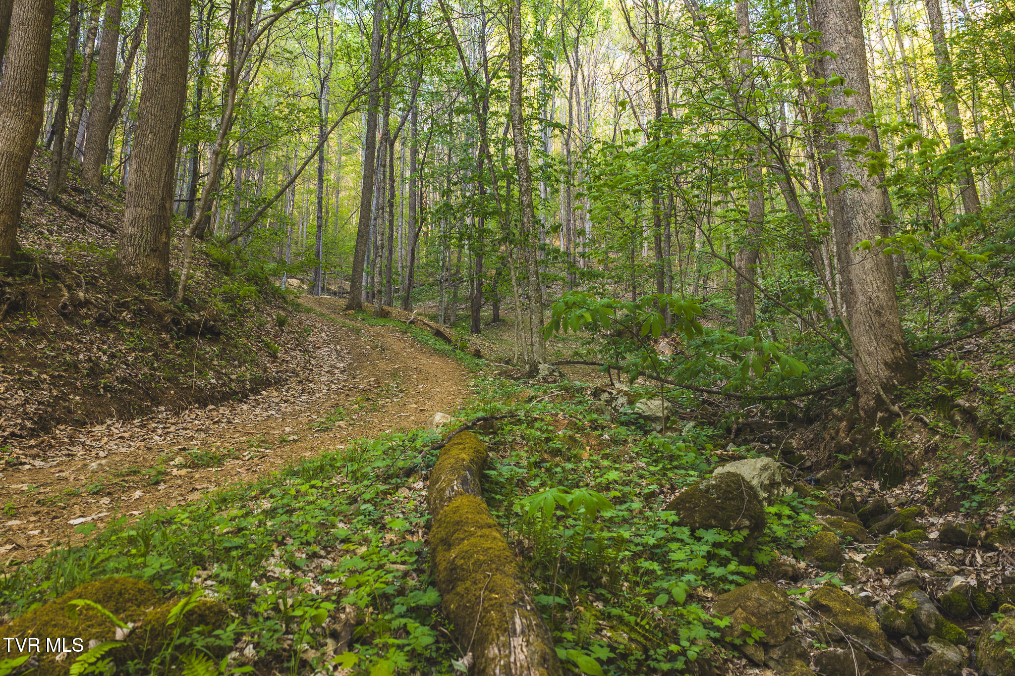 Tbd Cole Road Flag Pond, TN 37657 - Photo 10 of 17 DJI_20260422192850_0670_D
