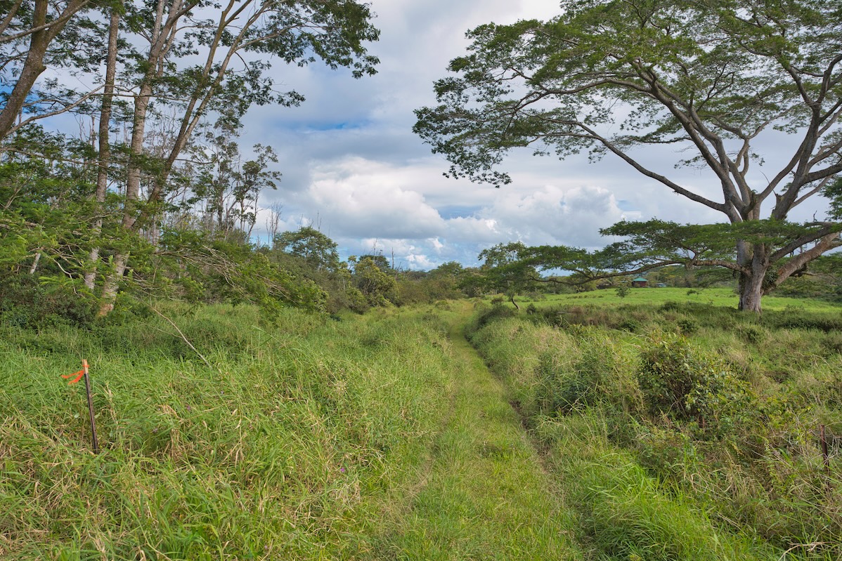 15-230 Lot 3-1 North Road Pahoa, HI 96778 - Photo 1 of 20 a view of a trees in a yard