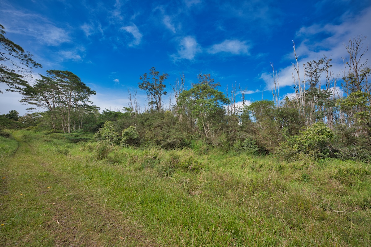 15-230 Lot 3-1 North Road Pahoa, HI 96778 - Photo 12 of 20 a view of a bunch of trees and bushes