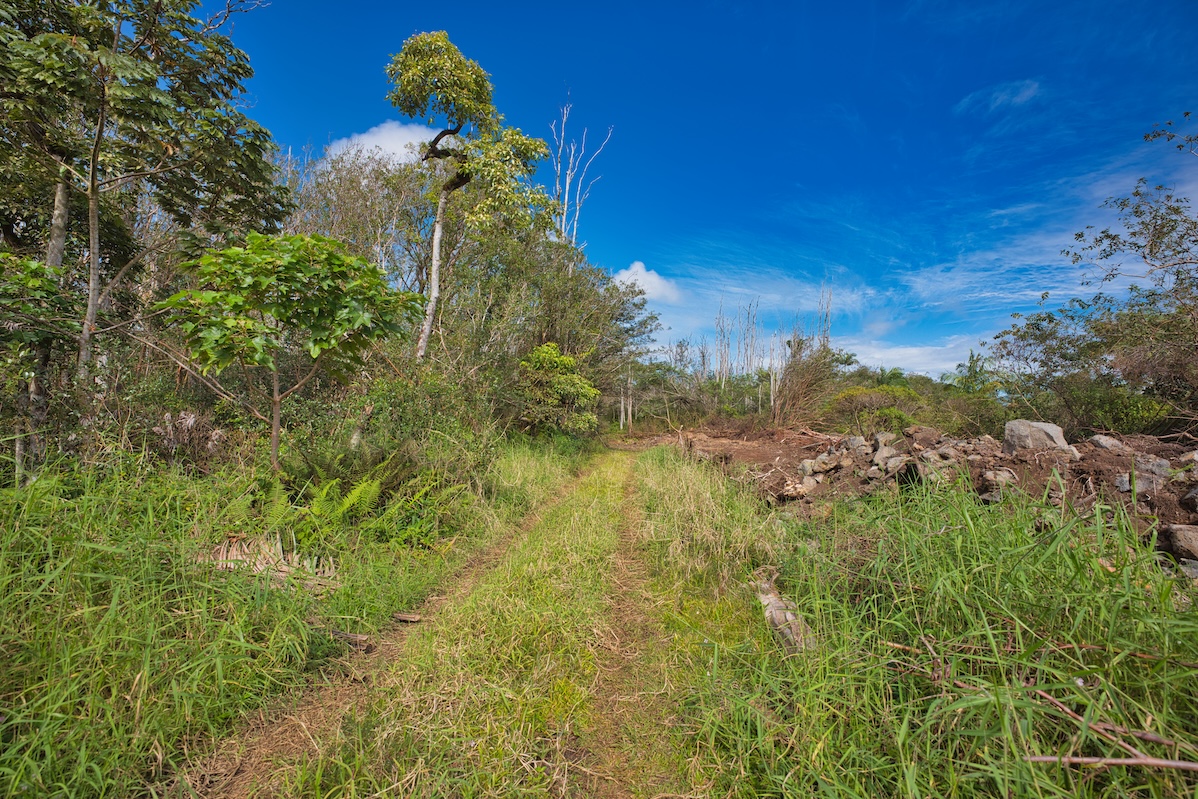15-230 Lot 3-1 North Road Pahoa, HI 96778 - Photo 17 of 20 a view of a garden