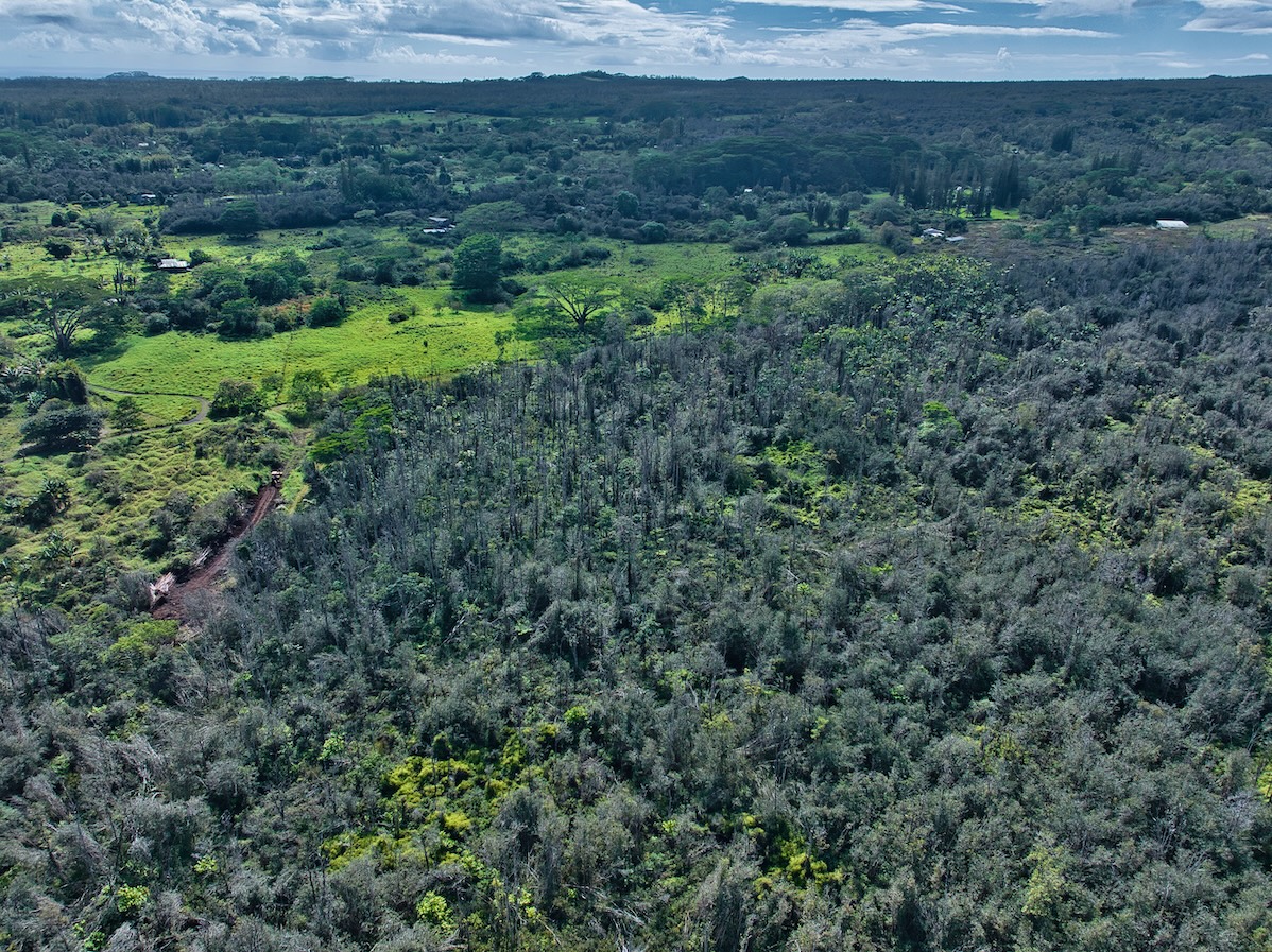 15-230 Lot 3-1 North Road Pahoa, HI 96778 - Photo 6 of 20 a view of a lush green forest with trees and some houses