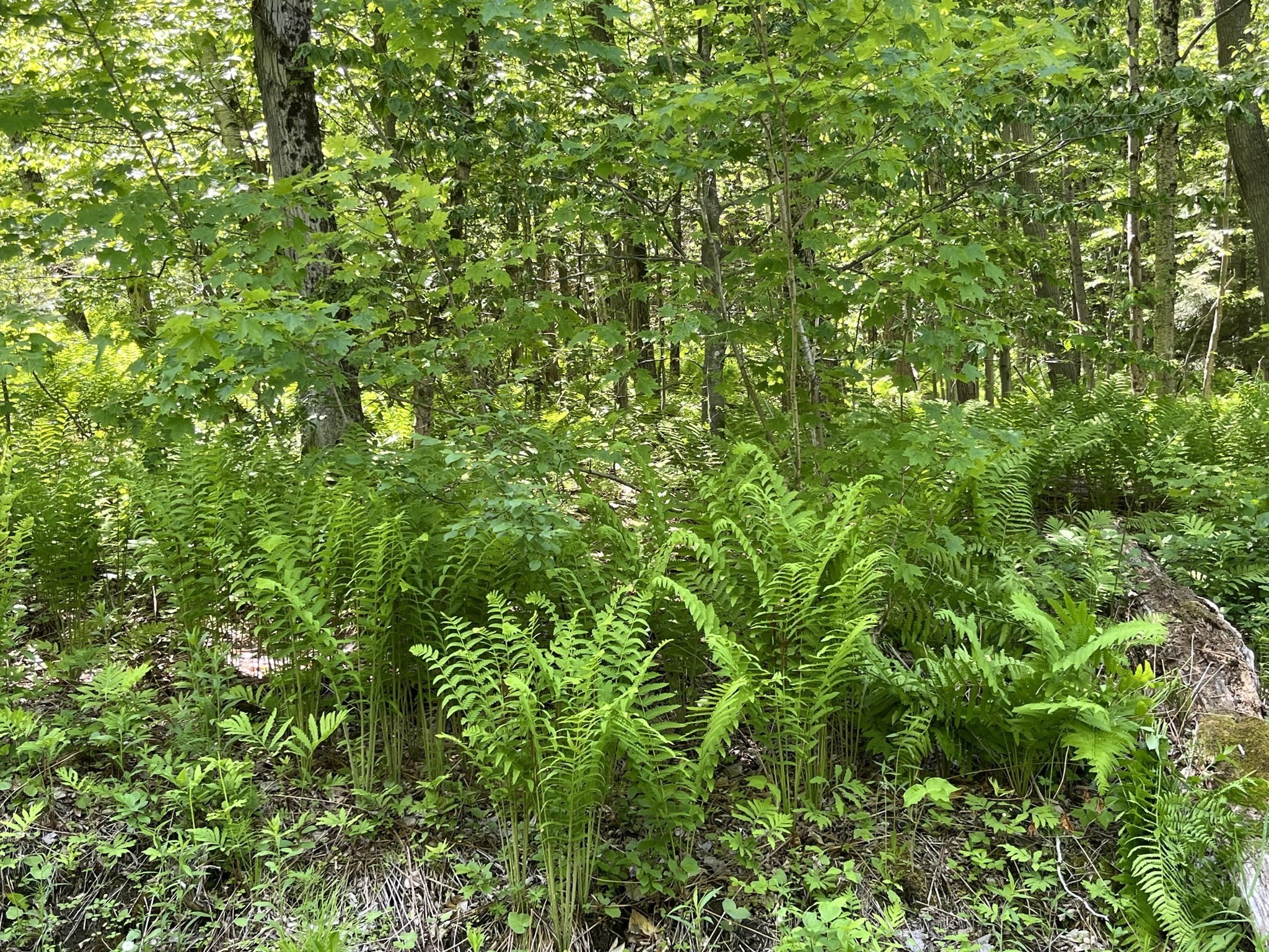 0 Arthur Pease Road Chester, MA 01011 - Photo 3 of 8 Gallery Image 3